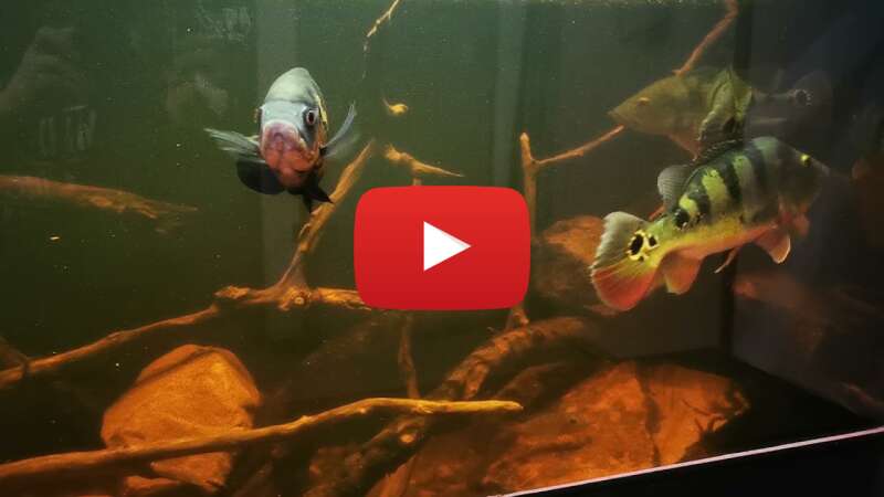 Video 8H73Zl__6GE abspielen