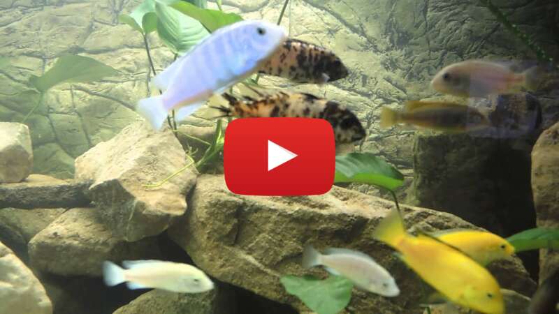 Video 8KVGN5zjQ4k abspielen