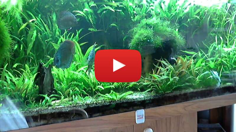 Video 8NgdchWgtg4 abspielen