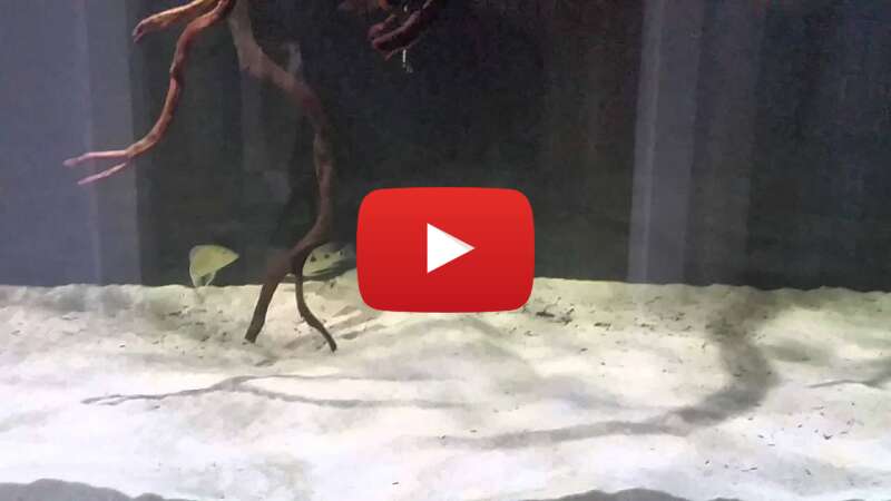 Video 8QFgd_OAecA abspielen