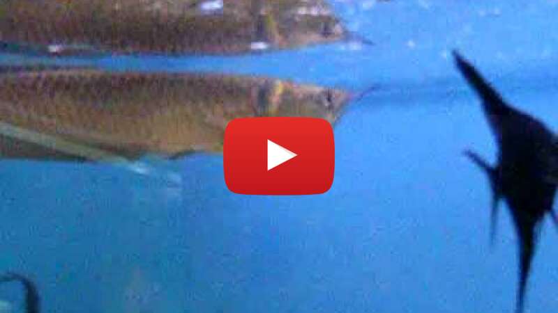 Video 8TVdvEDs3ZQ abspielen