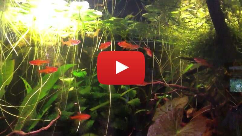 Video 8UuG8gJFLp4 abspielen