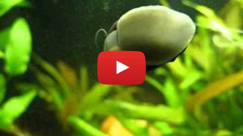 Video 8VnkrIvM7oU abspielen