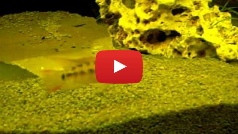 Video 8X5UVO0Jpds abspielen