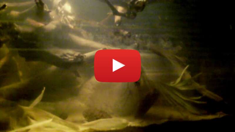 Video 8l39jLdKJDw abspielen