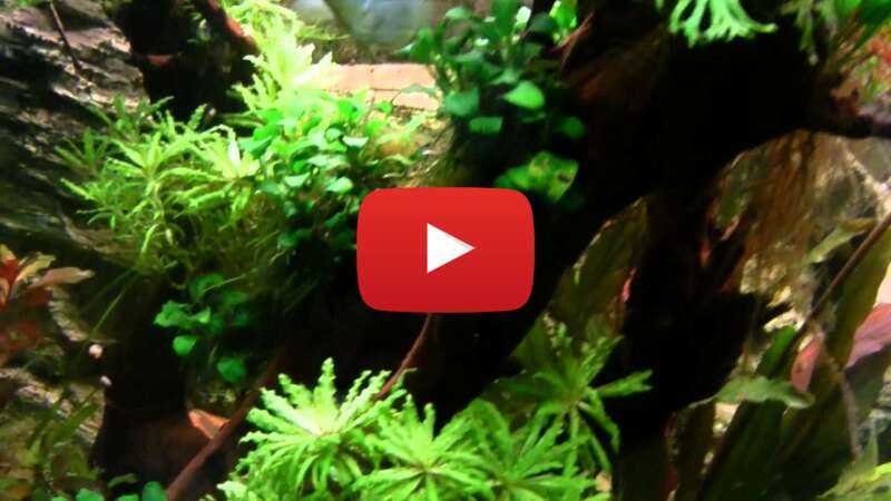 Video 90LBzISymwo abspielen