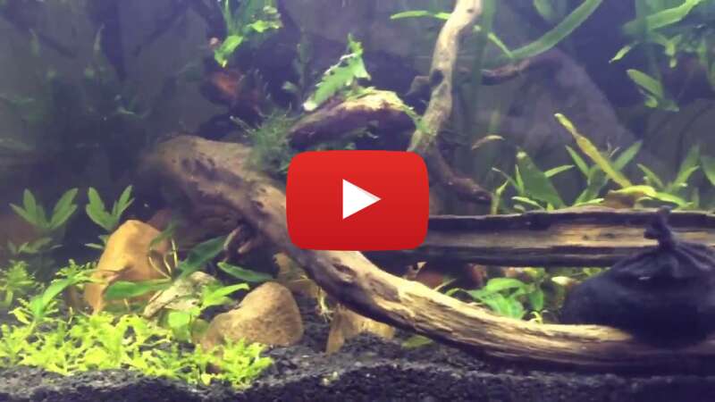 Video 93Te4gGSLoc abspielen