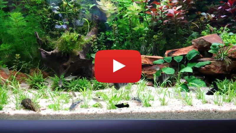 Video 95VT4R60B-s abspielen