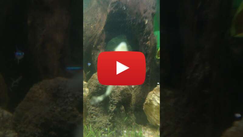 Video 97ylzdd0Dq0 abspielen