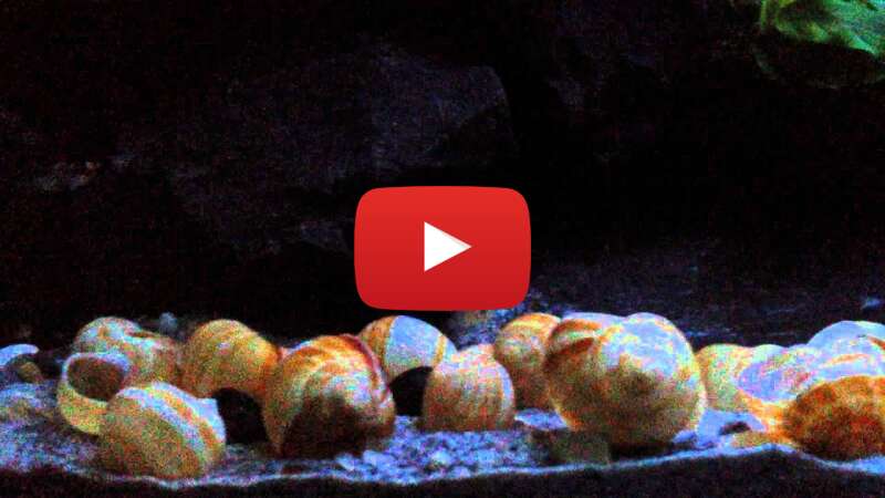 Video 9B48chONufw abspielen