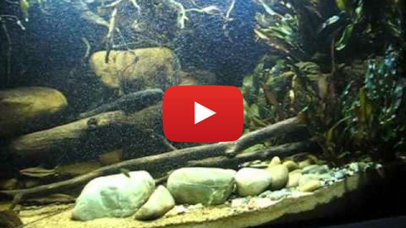 Video 9GHggtVPwdQ abspielen