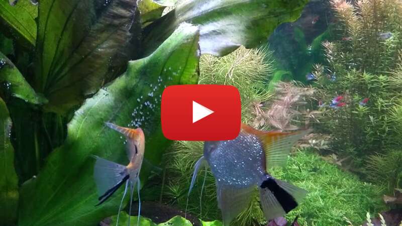 Video 9Hu3A51Nyuk abspielen