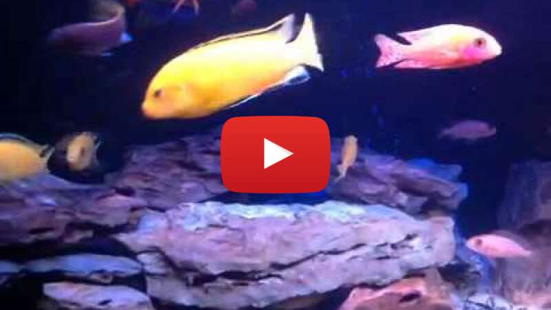 Video 9JeA_5miqnc abspielen