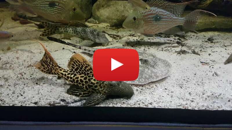 Video 9NkKXMCrqDk abspielen