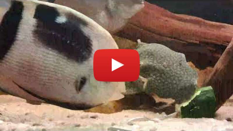 Video 9OMO6rucVBQ abspielen