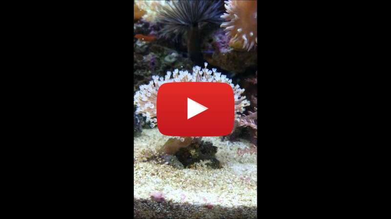 Video 9S3SoJMag_I abspielen