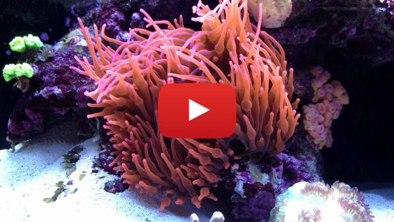 Video 9VKKWFxiJb8 abspielen