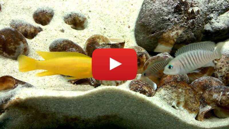 Video 9VKV8POAWDg abspielen