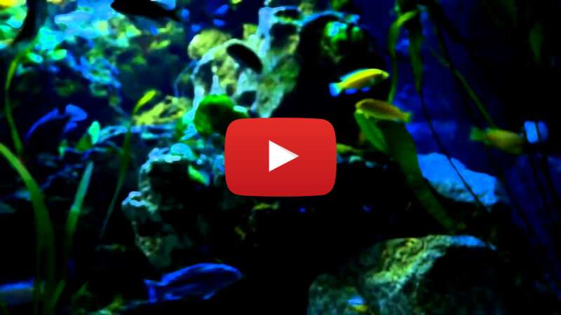 Video 9YCcbxyMhFs abspielen