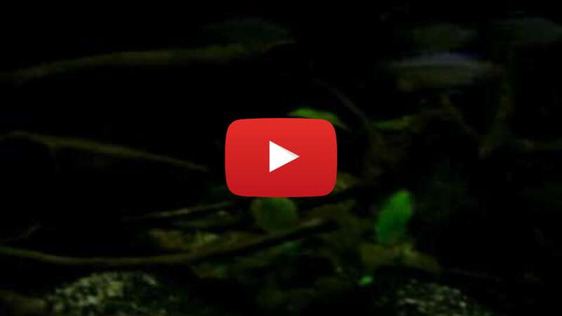 Video 9YVexO-FyWM abspielen