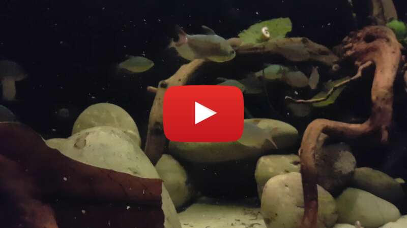 Video 9ZSMIvCgcu0 abspielen