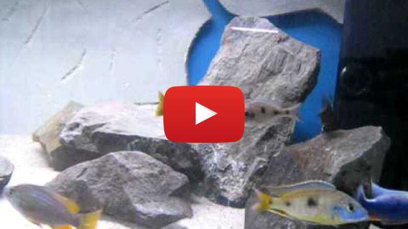 Video 9_-dxISaLFw abspielen