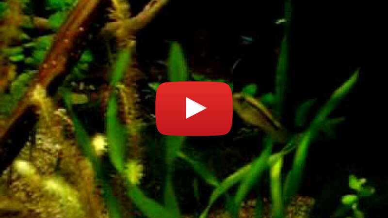 Video 9d3aB7yfRt4 abspielen