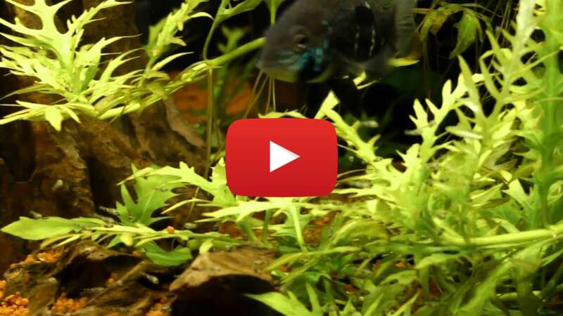 Video 9i959arLUmw abspielen