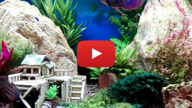 Video 9o2zEDt_amU abspielen