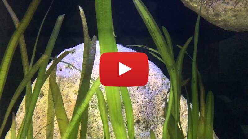 Video 9rMM3N9s_Rs abspielen