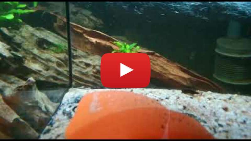 Video 9tUED6TM05k abspielen