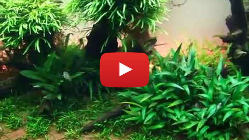 Video A-5ROUvbAYU abspielen