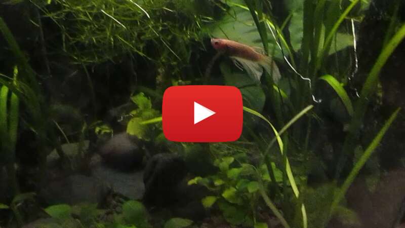 Video A0cyU1o8UDg abspielen