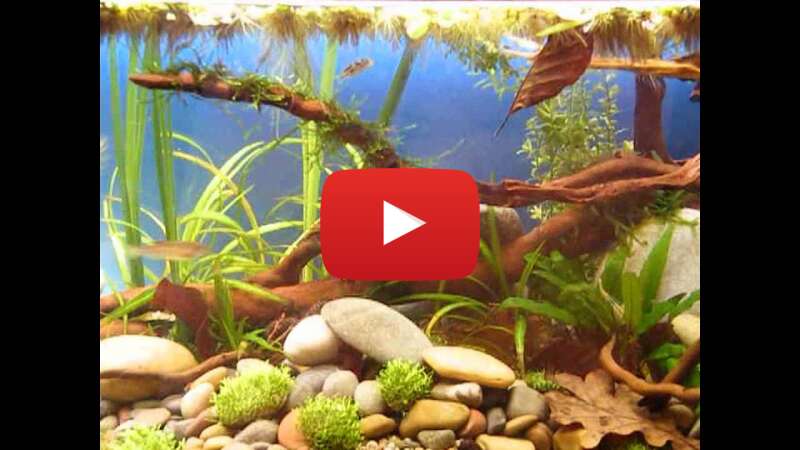 Video A1Hy0tpl5OI abspielen