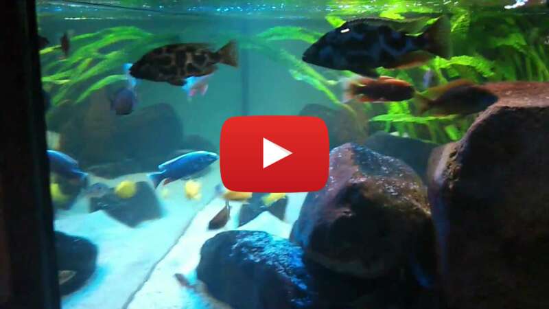 Video A2OwY4XAO3o abspielen