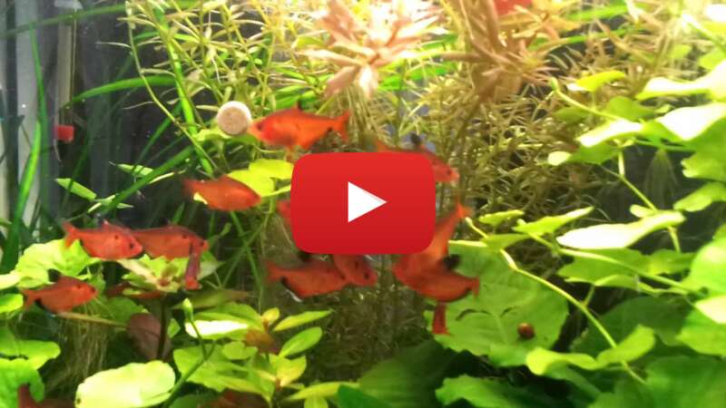 Video A61RWF-8D6k abspielen