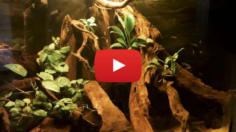 Video A6lbmYsEhtw abspielen