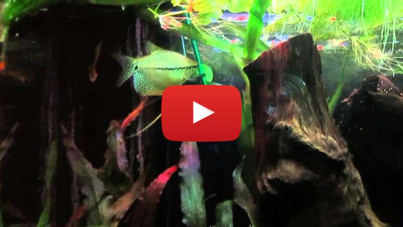 Video AAwjv9tKE6s abspielen