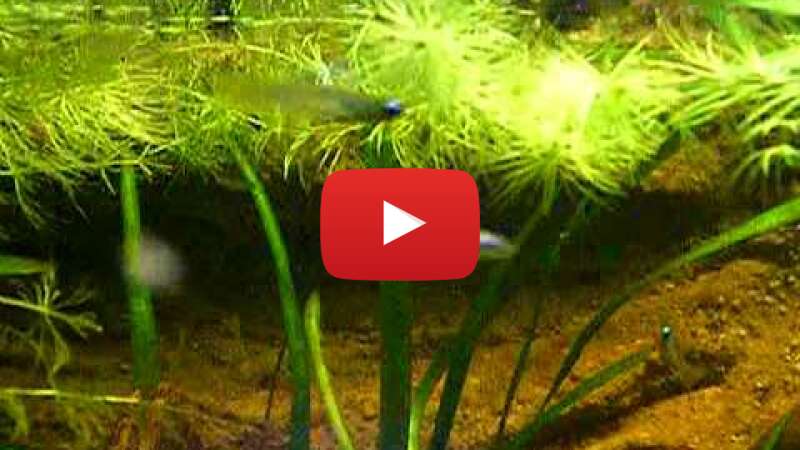 Video ABvaqx9bBrM abspielen