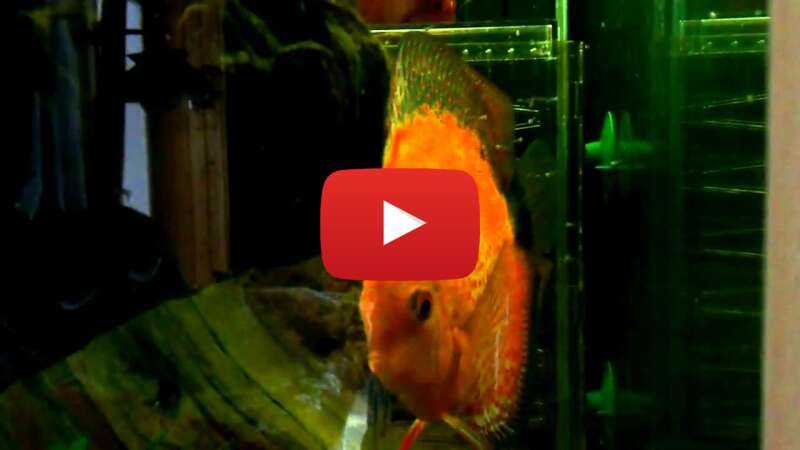 Video AD0_AdWriSs abspielen