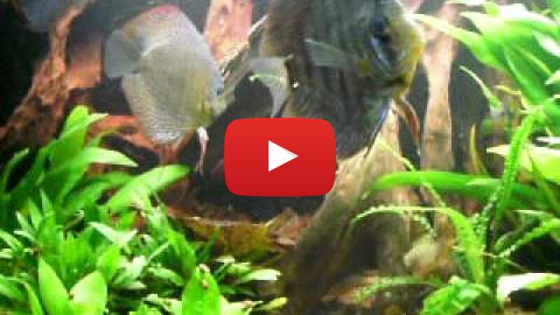 Video ALB91qR-ADM abspielen