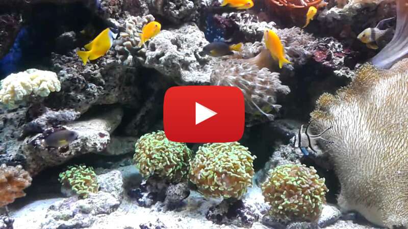 Video AMJiD1YbVso abspielen