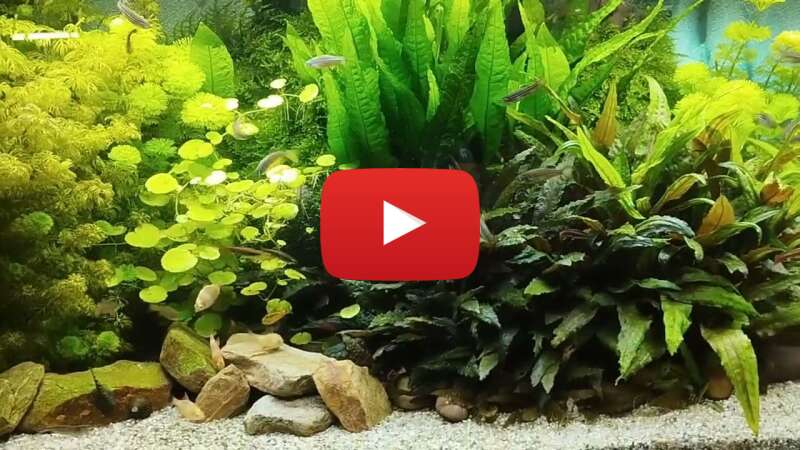 Video AVKxDtHnI2Q abspielen