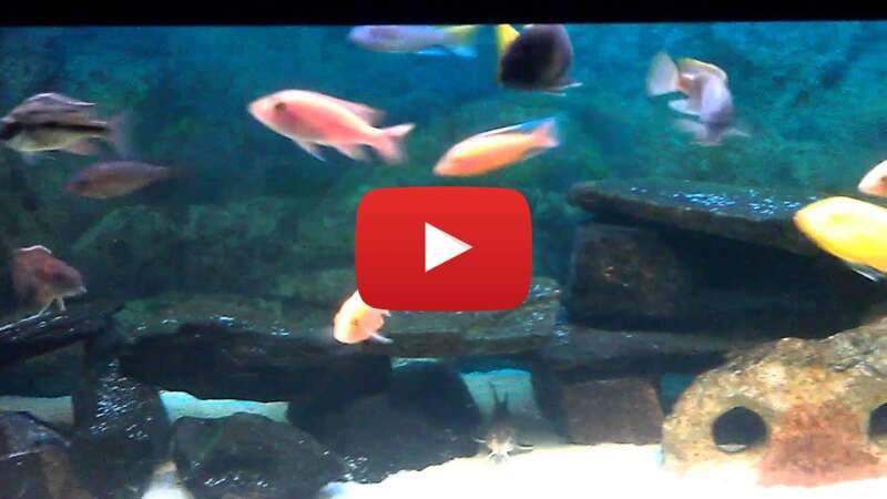 Video AZhYJ66nxDY abspielen