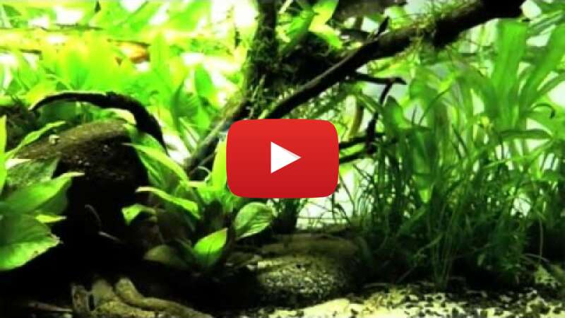 Video A_H4P7NEaSY abspielen