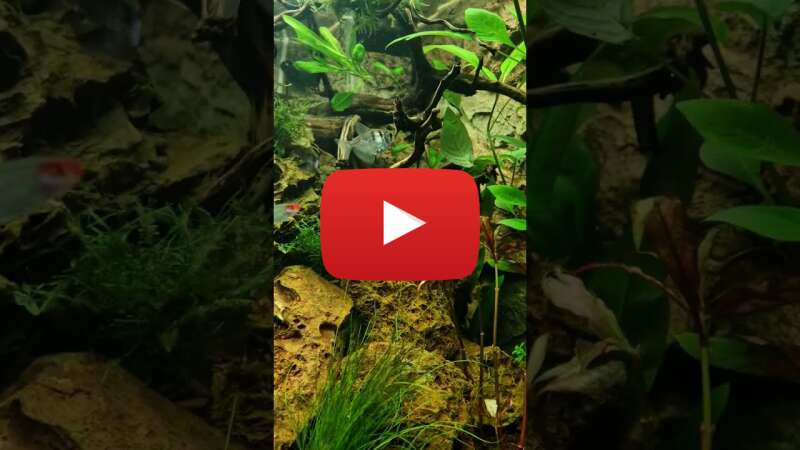 Video AaMF8Nh-7ss abspielen