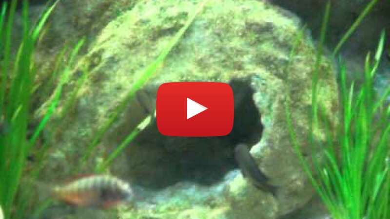 Video AbvR5N8i-lc abspielen