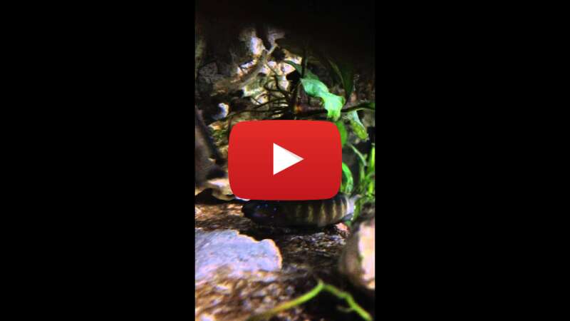 Video Ae1DStYvAK8 abspielen