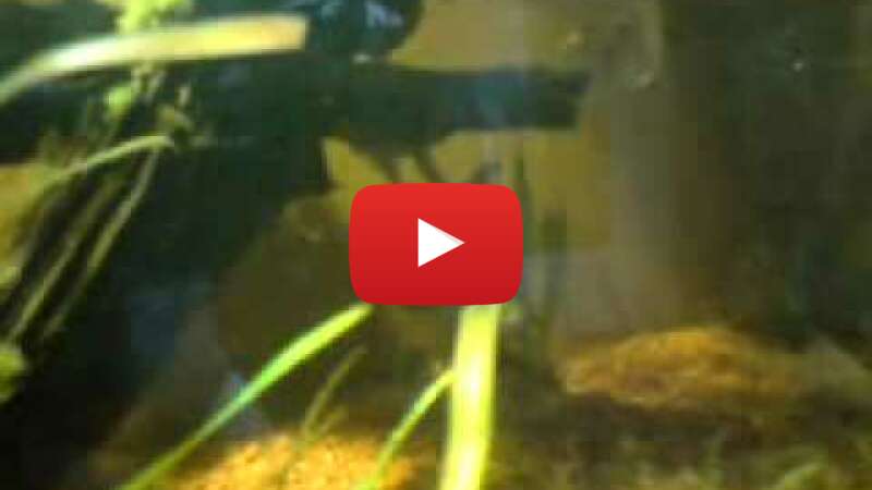 Video AemQ3zYkpDk abspielen