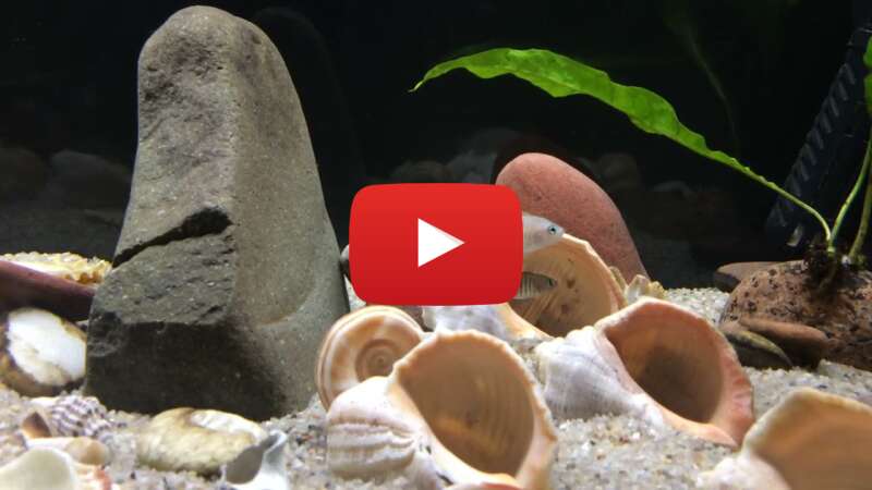 Video AeuAATqDWsU abspielen